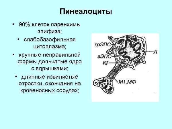 Эпифиз гематоксилин эозин препарат