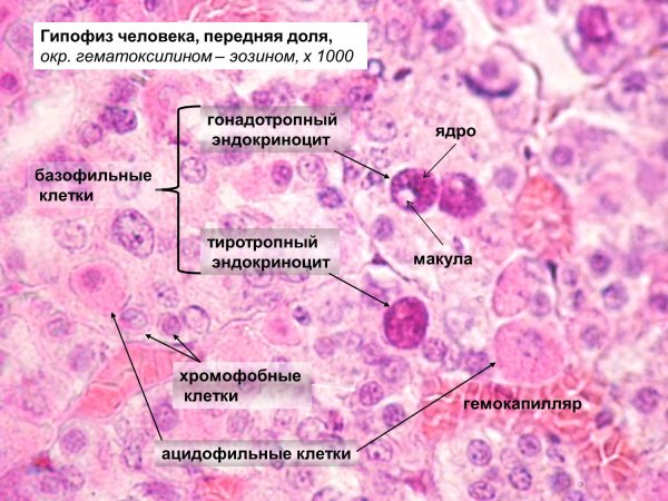 Аденогипофиз рисунок гистология