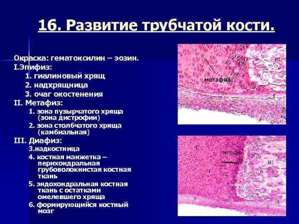 Эпифиз гистология препарат рисунок