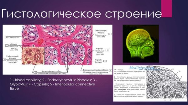 Клетки передней доли гипофиза гистология