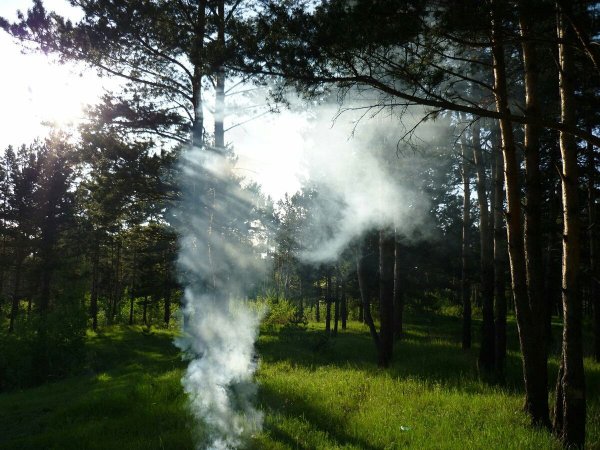 Дым в лесу