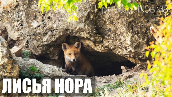 Лисья Нора Крым
