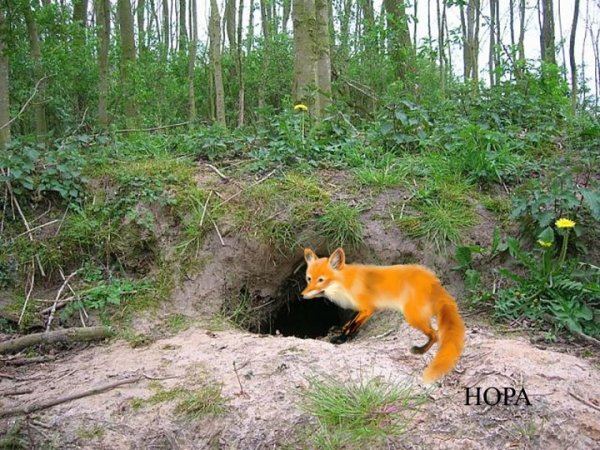 Нора лисы без лисы