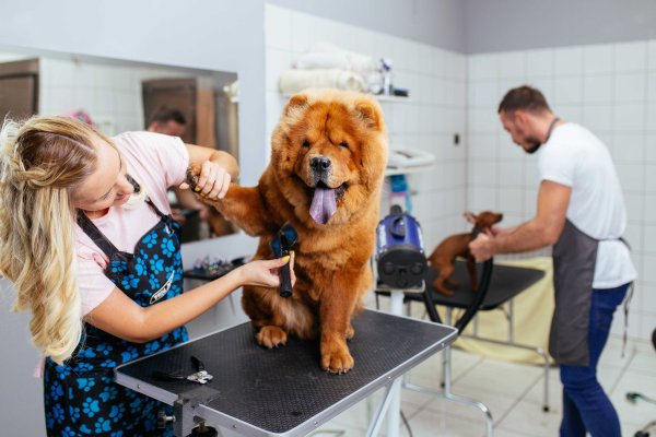 Профессия грумер