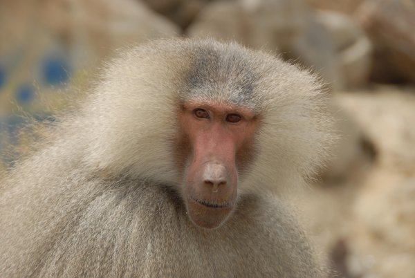 Павиан гамадрил