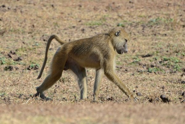 Papio cynocephalus