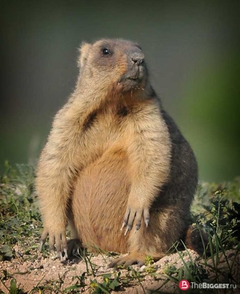 Степной сурок Байбак