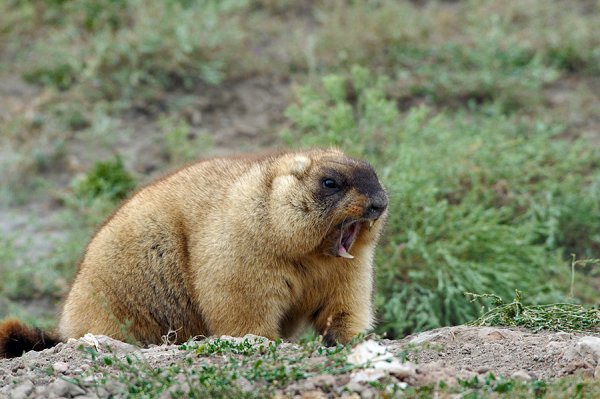 Сурок Степной, Байбак (Marmota Bobak)
