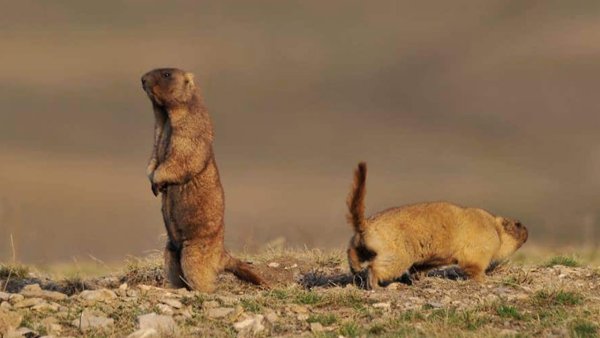 Сурок Степной, Байбак (Marmota Bobak)