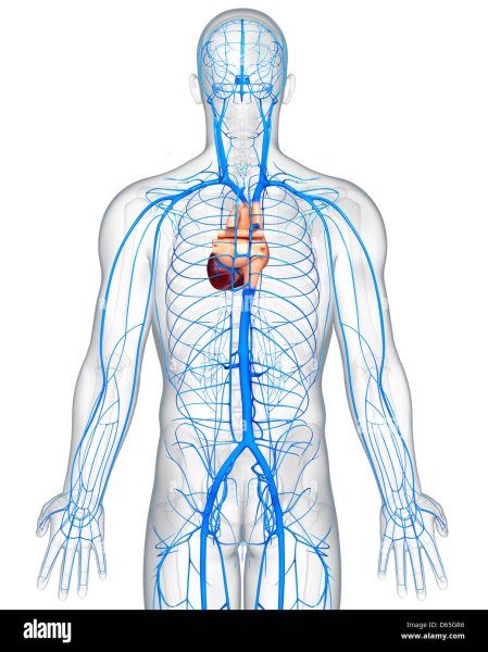 Вена тела человека анатомия