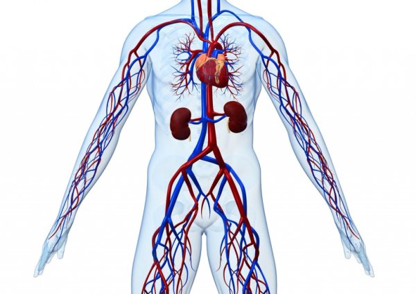 Система кровообращения венозная система