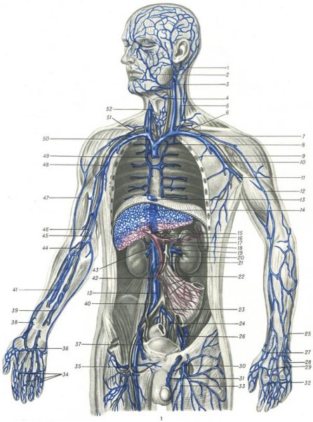 Венозная система человека анатомия