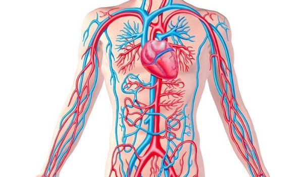 Анатомия человека сосуды и вены