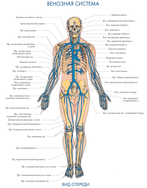 Венозная система человека анатомия схема