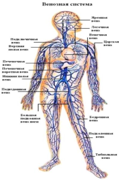 Венозная система человека анатомия схема
