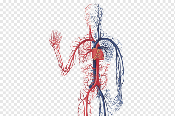 Кровеносная система это сердце артерии и вены