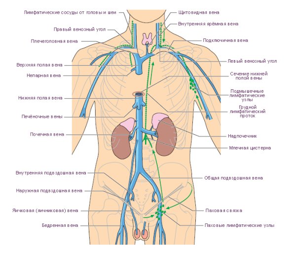 Венозная система человека схема