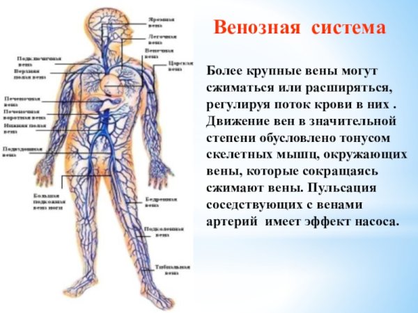 Венозная система анатомия