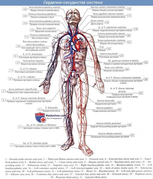 Артериальная система человека анатомия схема