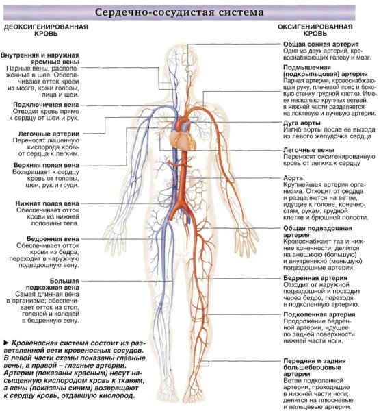 Крупные артерии и вены человека схема
