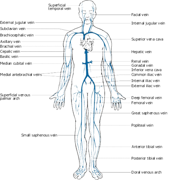 Венозная система анатомия схема