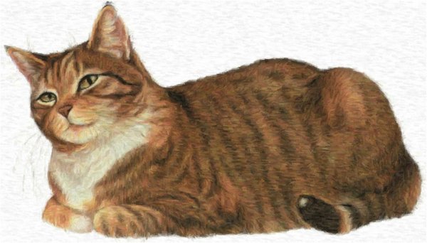 Домашние животные для детей кошка