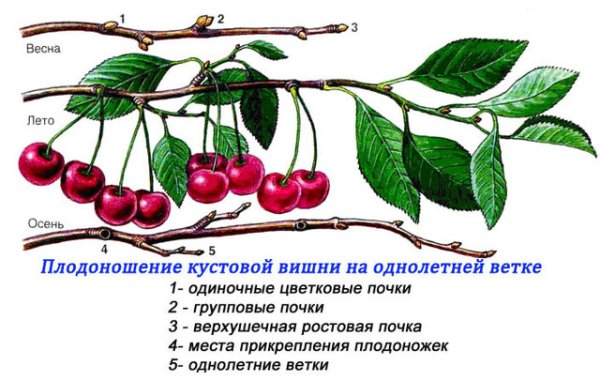 Распускание почек у яблони
