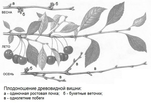 Ветка с почками