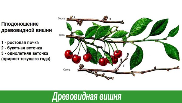Крона черешни