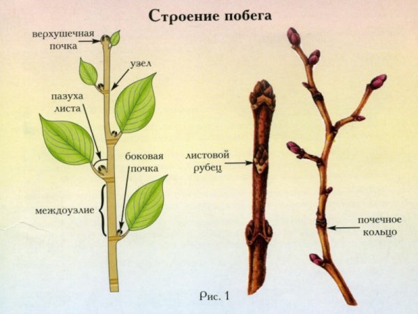 Корень стебель плод побег