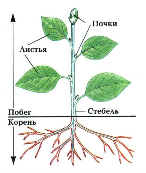 Строение побега цветкового растения