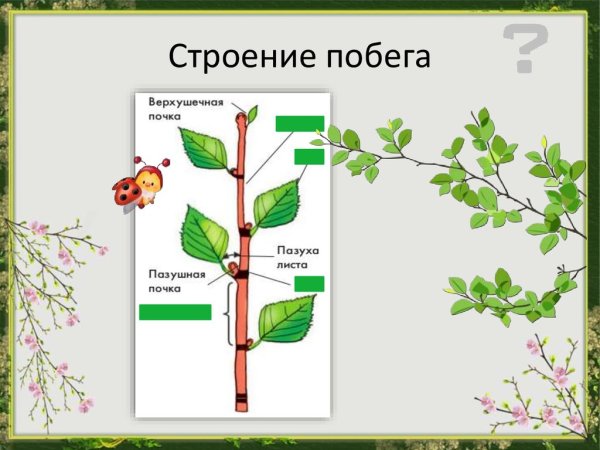 Почки разных деревьев