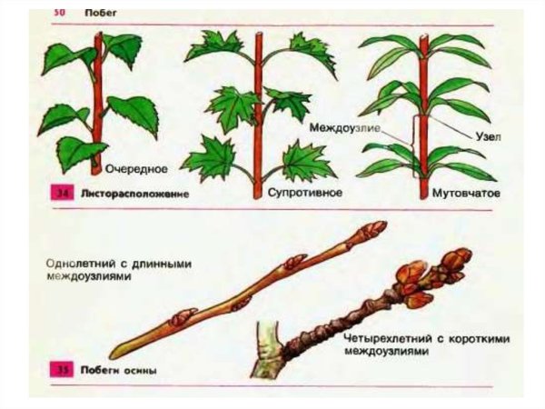 Размножение кизильника одревесневшими черенками