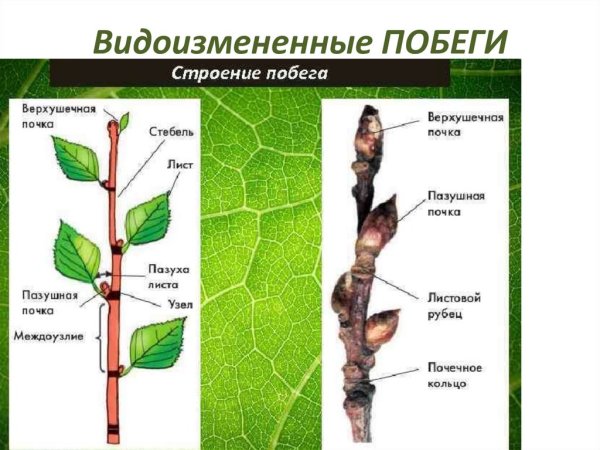 Волчки на яблоне
