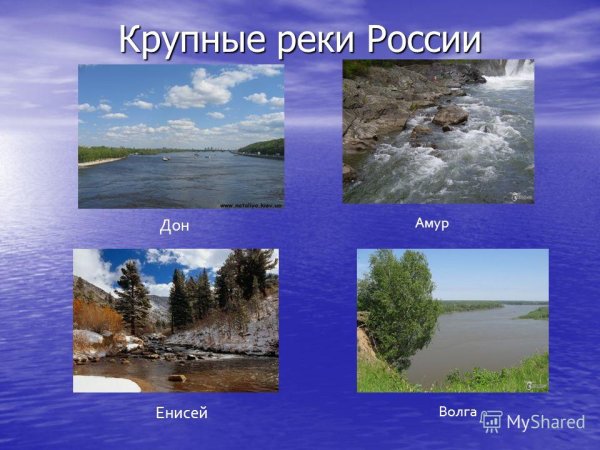 Рэреки Северной Америки