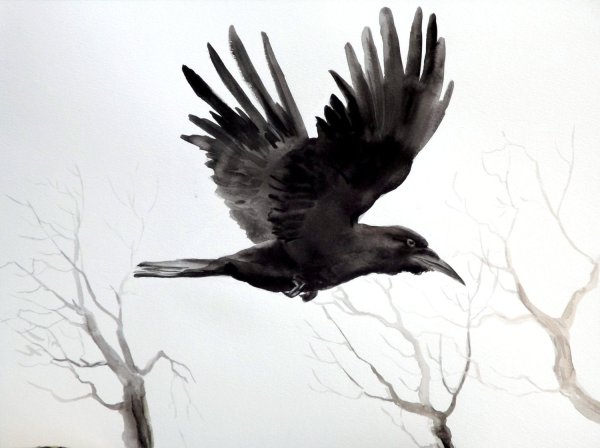 Ворон в полете рисунок