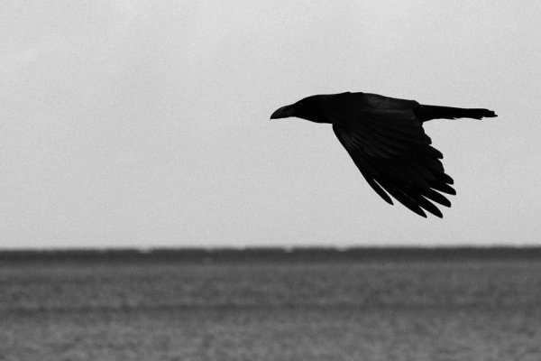 Вороны взлетают