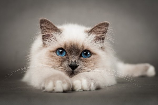 Картинки кошечек
