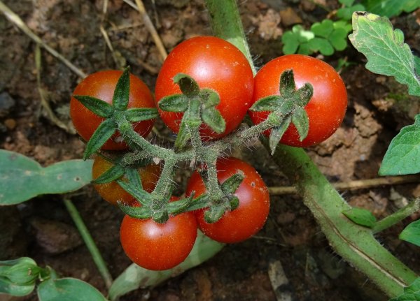 Томат и Solanum pimpinellifolium