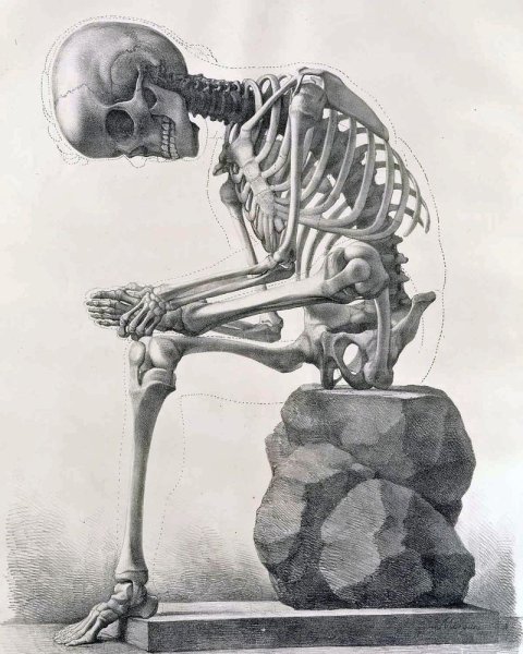Скелет черно белый