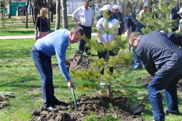 Высадка деревьев в парке