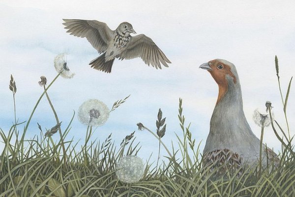 Бианки в. "оранжевое горлышко"