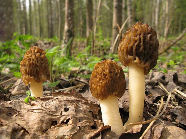 Сморчок и сморчковая шапочка