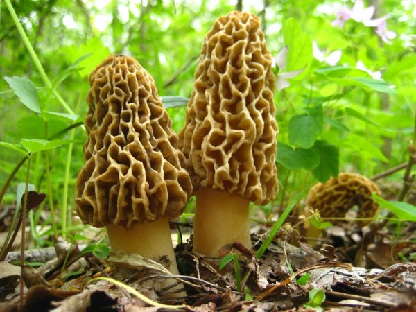 Morel сморчок