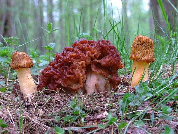Сморчки грибы