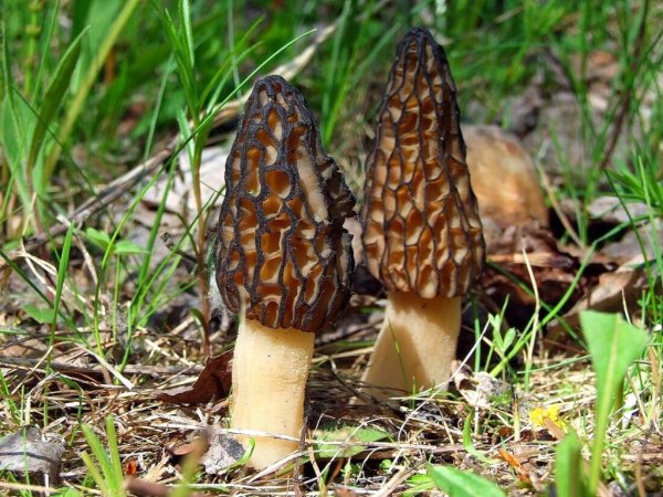 Весенние грибы сморчки