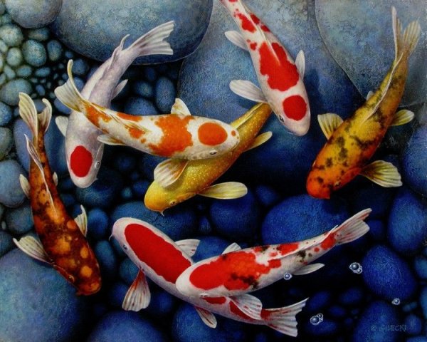 Японский Карп кои