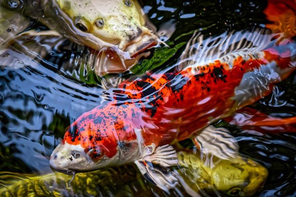 Карп-кои (Cyprinus Carpio) аквариум
