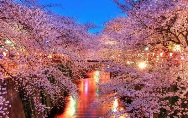 Hanami Blossom