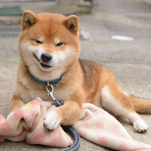 Шиба ину